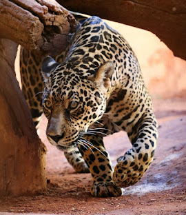 Parque Zoológico de Goiânia