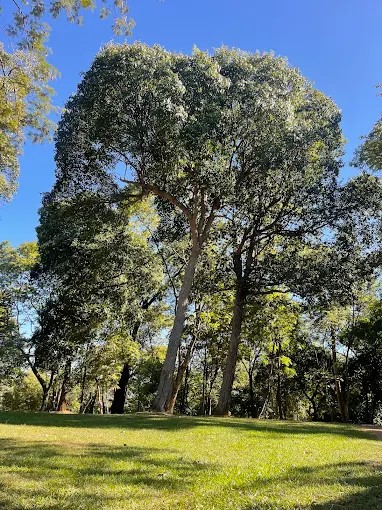  Bosque José Eduardo Nascimento – Parque das Amendoeiras – Região Leste